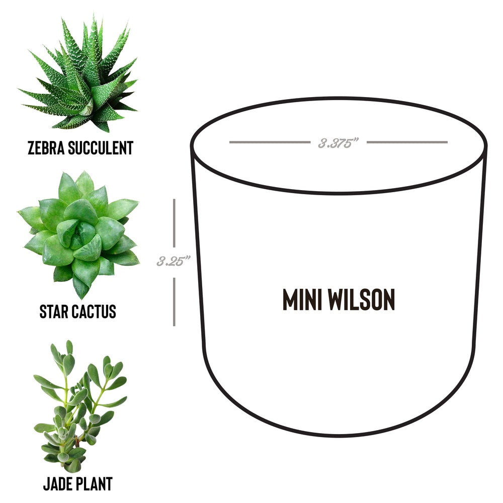Tis The Season Desk Plant Gift