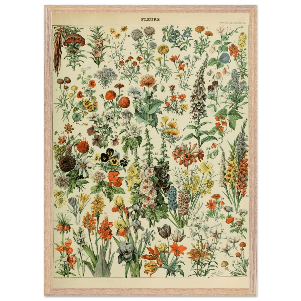 Illustrazione floreale vintage | Stampa botanica di Adolphe Millot | Arte murale floreale retrò