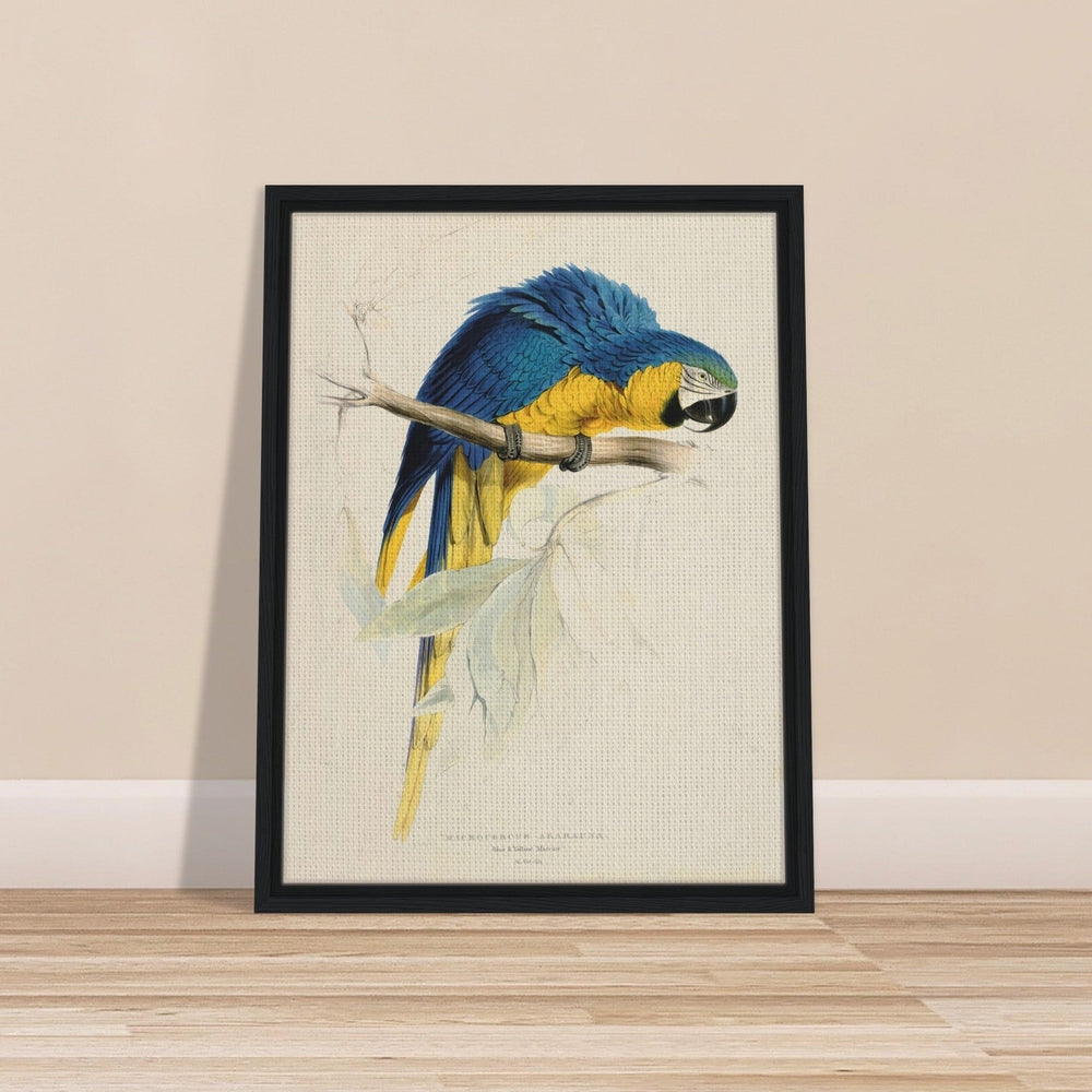Blue & Yellow Macaw by Edward Lear (1812-1888) - Framed Canvas Print