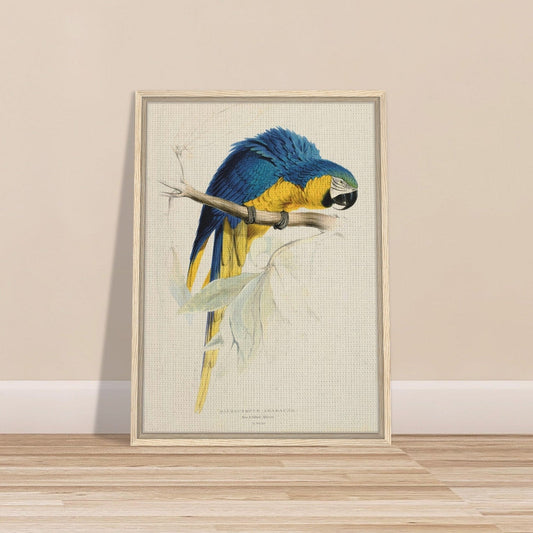 Blue & Yellow Macaw by Edward Lear (1812-1888) - Framed Canvas Print