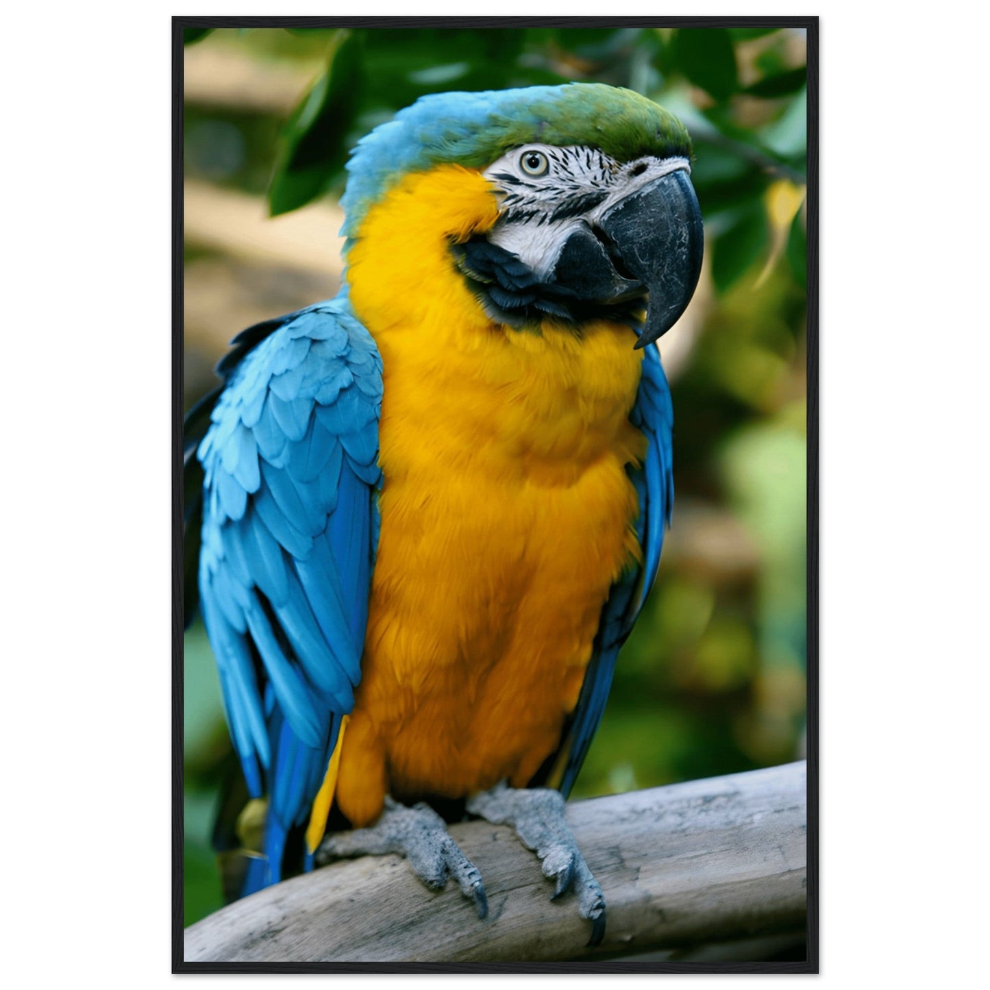 Blue-and-Yellow Macaw Framed Art Print – Museum-Quality Finish