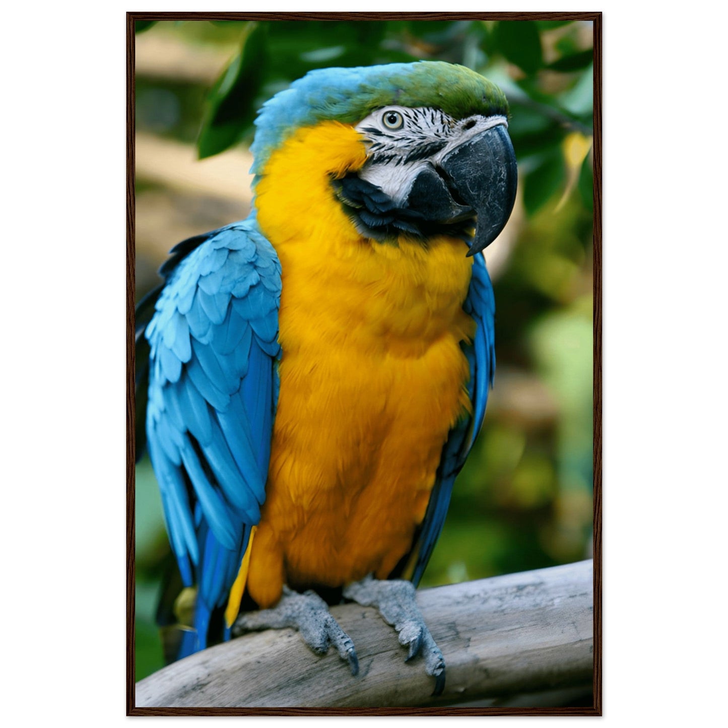 Blue-and-Yellow Macaw Framed Art Print – Museum-Quality Finish