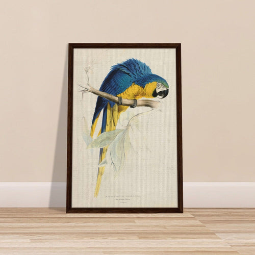Ara blu e gialla di Edward Lear (1812-1888) - Stampa su tela con cornice