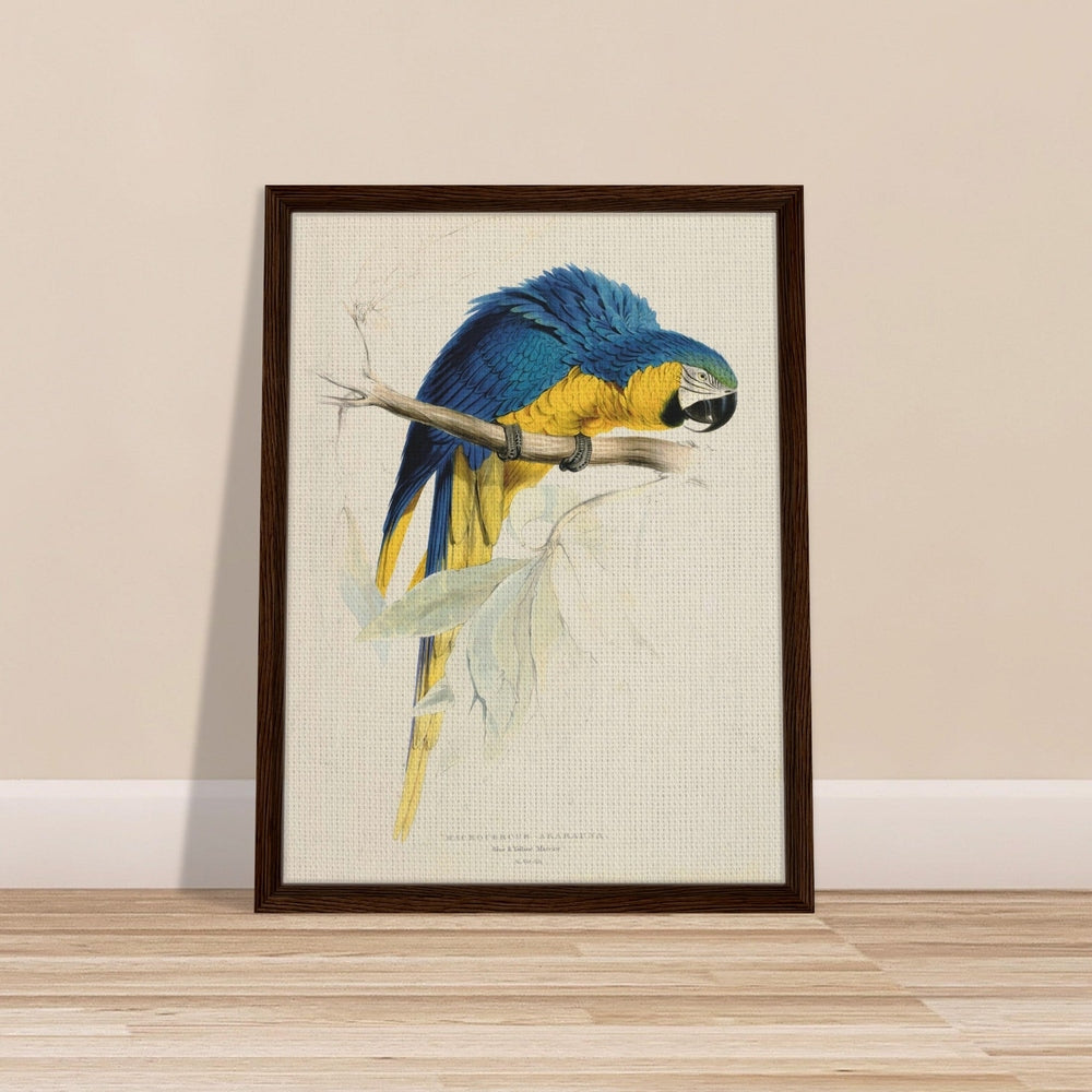 Blue & Yellow Macaw by Edward Lear (1812-1888) - Framed Canvas Print