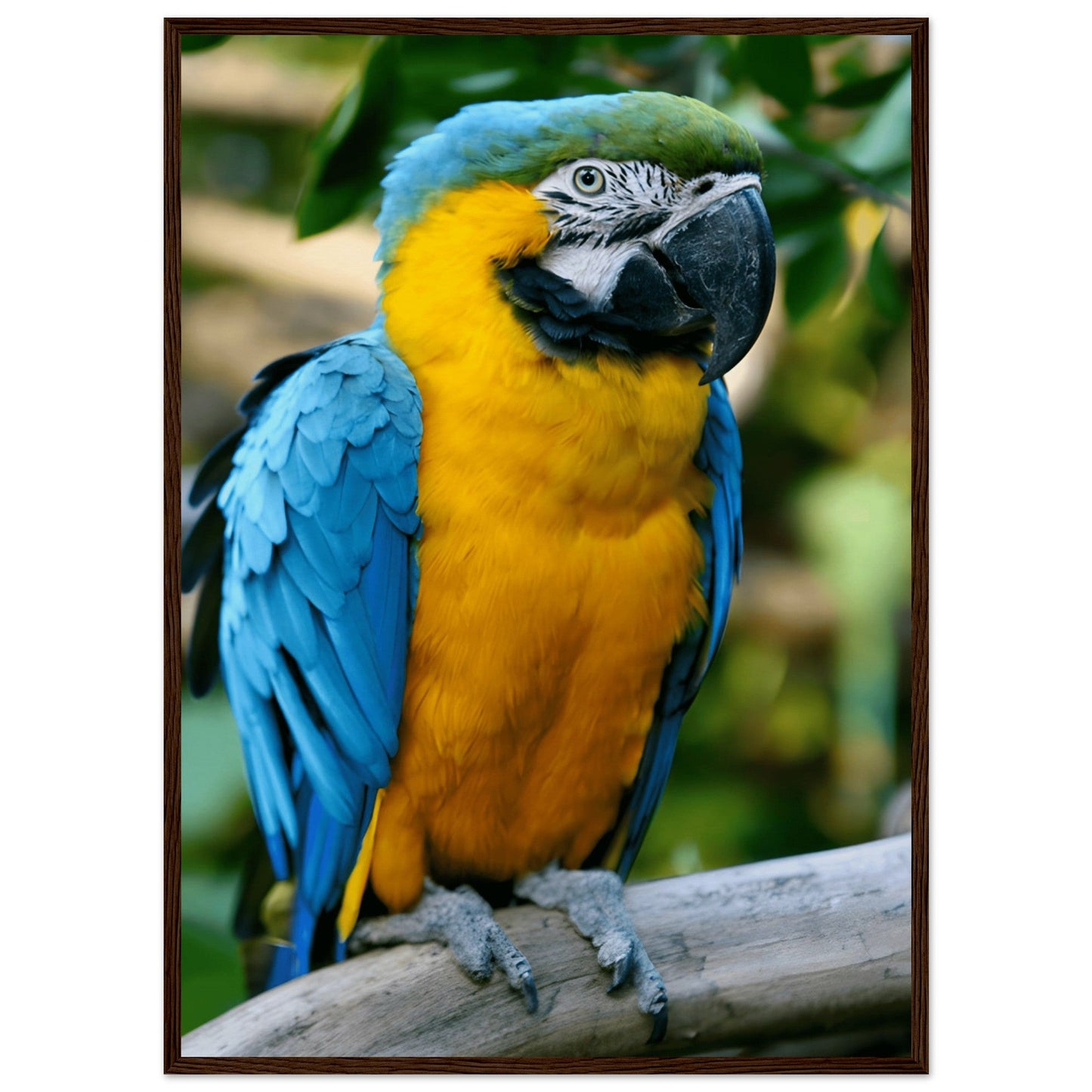 Blue-and-Yellow Macaw Framed Art Print – Museum-Quality Finish