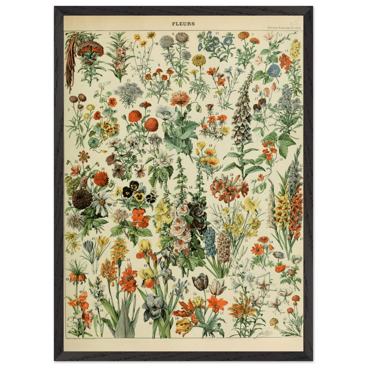 Illustrazione floreale vintage | Stampa botanica di Adolphe Millot | Arte murale floreale retrò