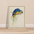 Ara blu e gialla di Edward Lear (1812-1888) - Stampa su tela con cornice