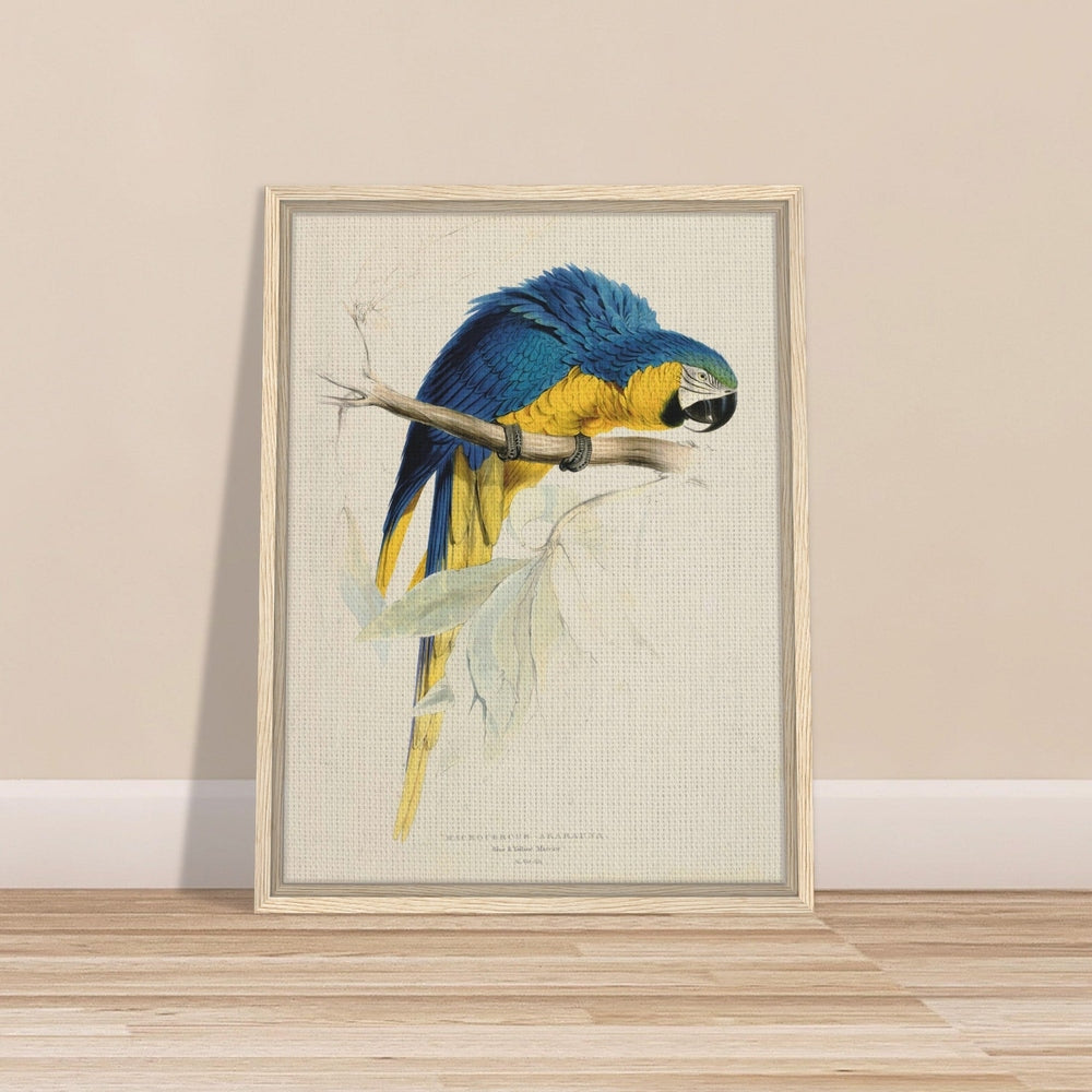 Blue & Yellow Macaw by Edward Lear (1812-1888) - Framed Canvas Print