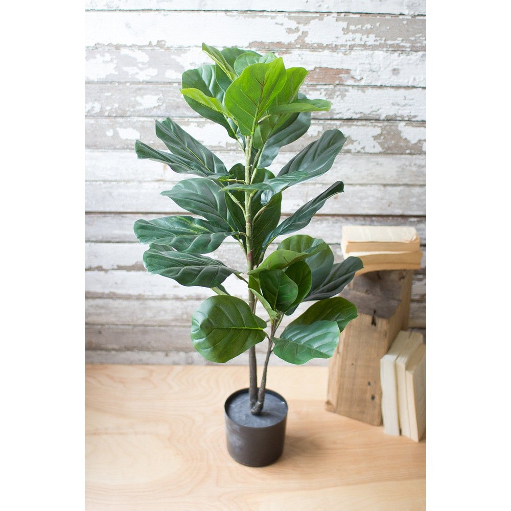 Ficus Lyrata artificiale in vaso