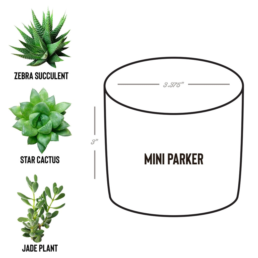 Tis The Season Desk Plant Gift