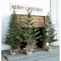 Alberi giovani del secondo anno (finto seme), set da 3