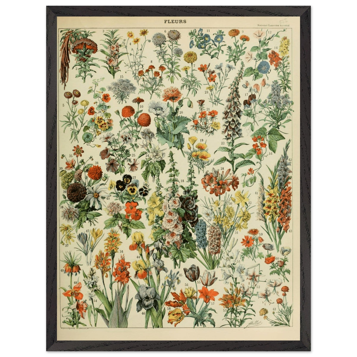 Illustrazione floreale vintage | Stampa botanica di Adolphe Millot | Arte murale floreale retrò