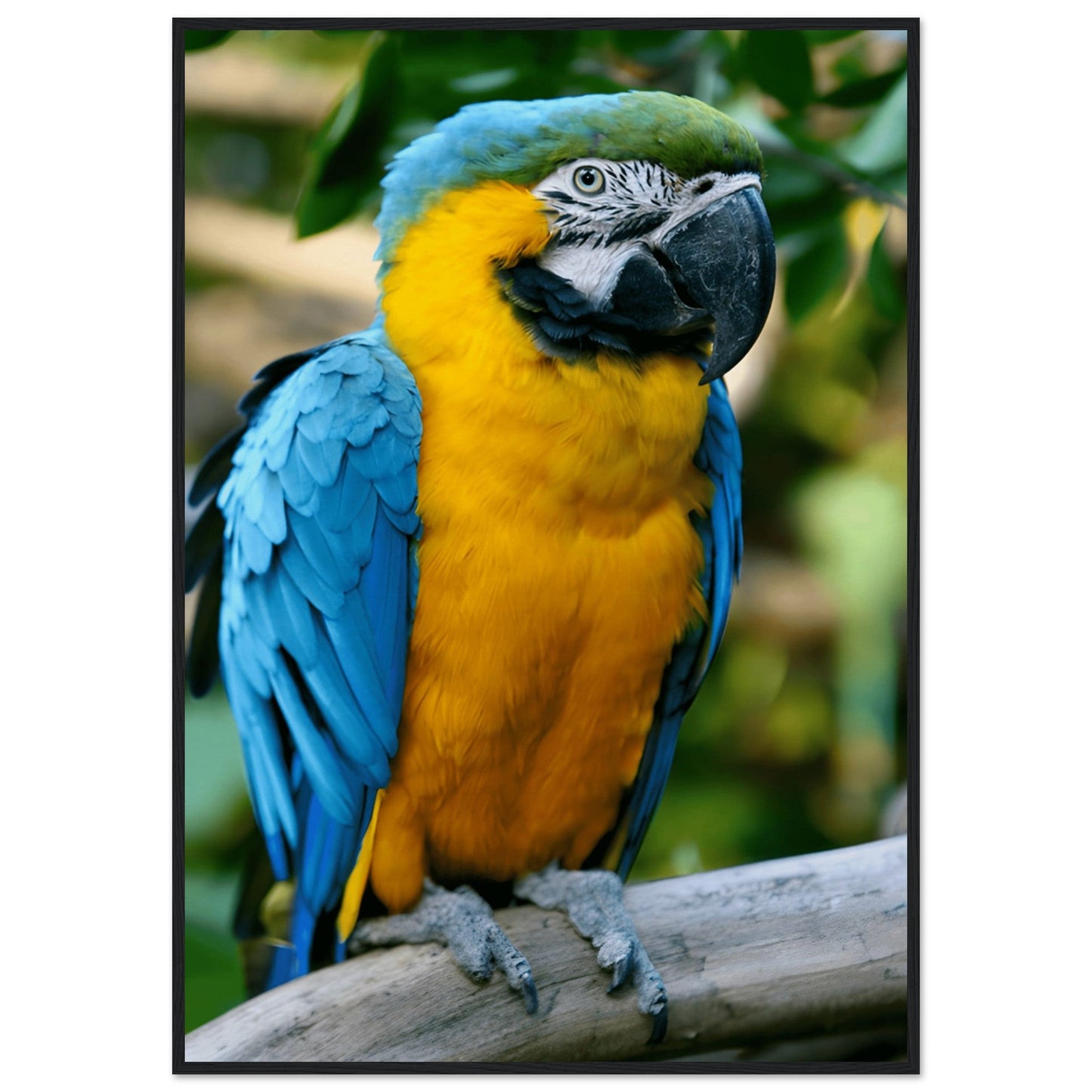 Blue-and-Yellow Macaw Framed Art Print – Museum-Quality Finish