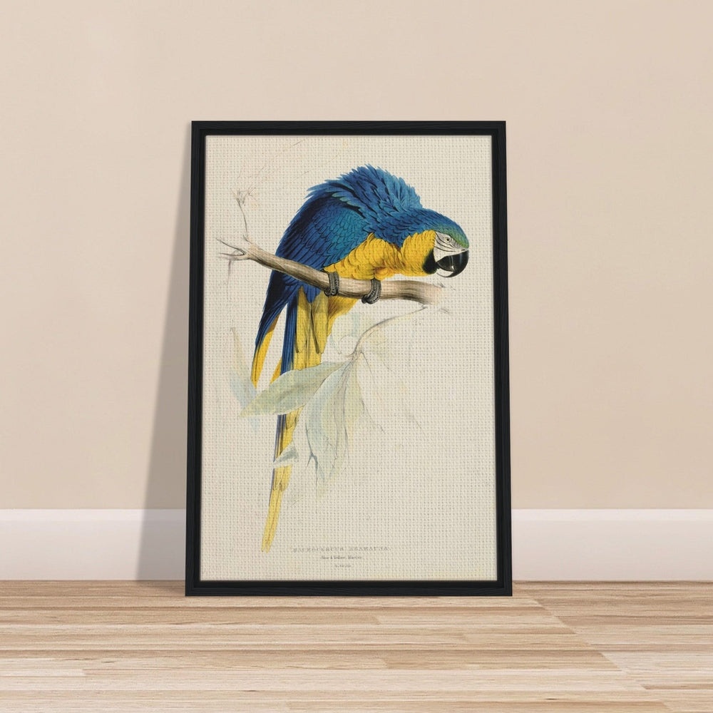 Blue & Yellow Macaw by Edward Lear (1812-1888) - Framed Canvas Print