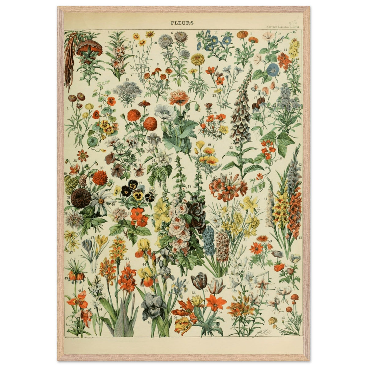 Illustrazione floreale vintage | Stampa botanica di Adolphe Millot | Arte murale floreale retrò