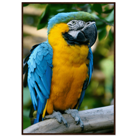 Blue-and-Yellow Macaw Framed Art Print – Museum-Quality Finish