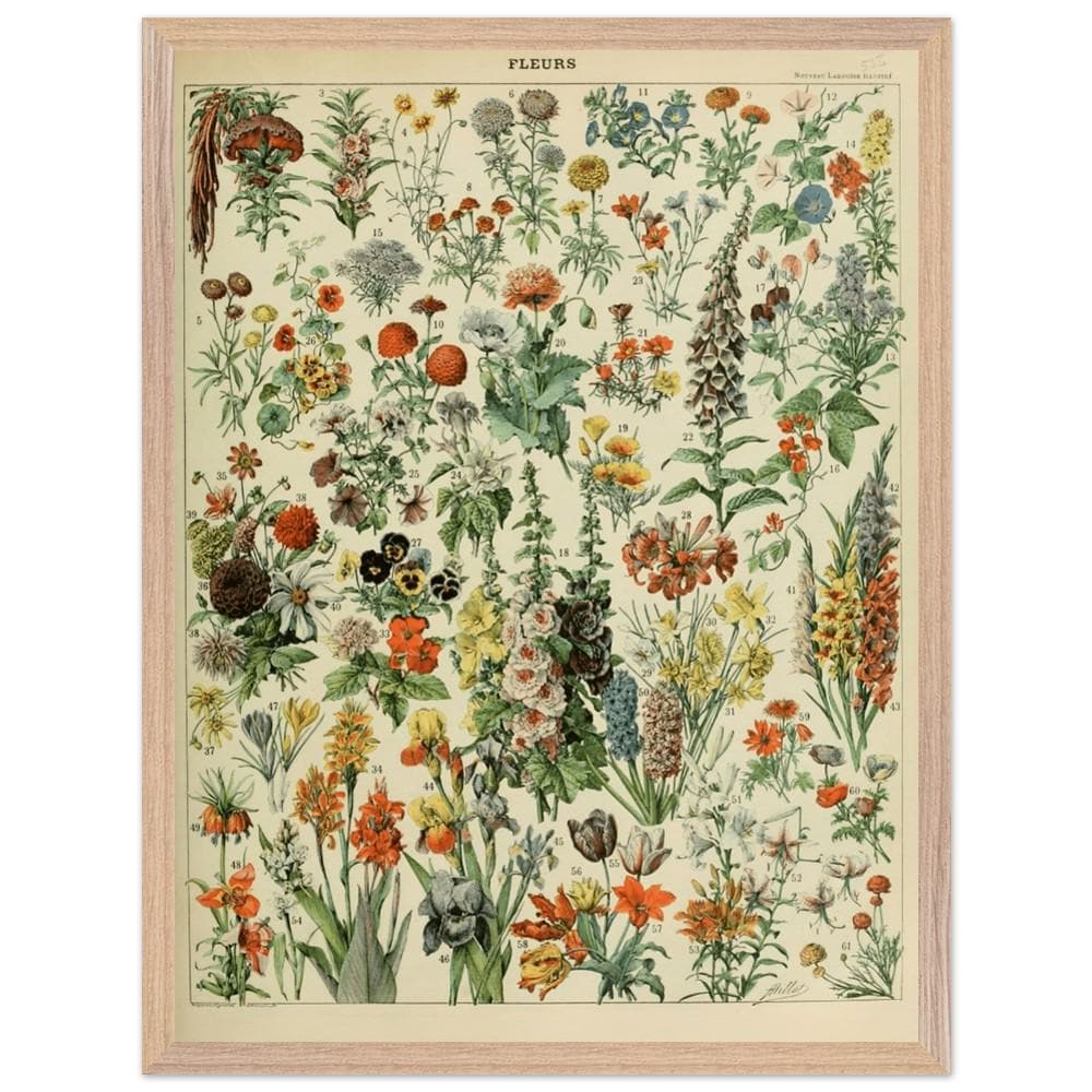 Illustrazione floreale vintage incorniciata, stampa Adolphe Millot