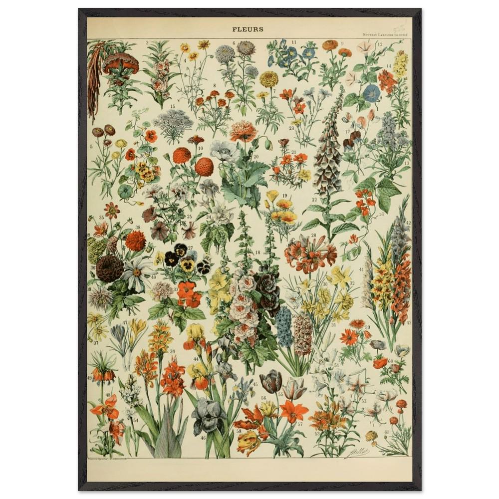 Illustrazione floreale vintage incorniciata, stampa Adolphe Millot