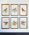 Stampe di uccelli vintage con cornice, set da 6