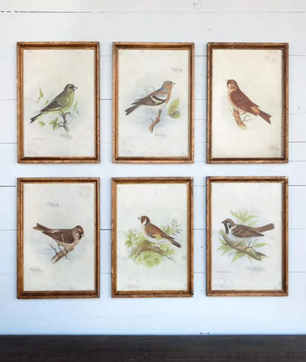Stampe di uccelli vintage con cornice, set da 6