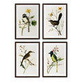 Stampe artistiche incorniciate di uccelli estivi assortiti – Set di 4 stili unici