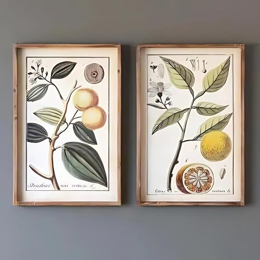 Vintage Botanical Study Citrus Prints, 2 Assorted Styles